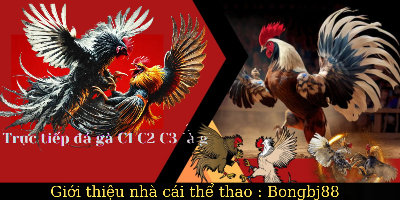đá gà thomo cpc tại nhà cái bongbj88