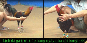 đăng ký tài khoản mới xem lịch đá gà trực tiếp tại bongBJ88?