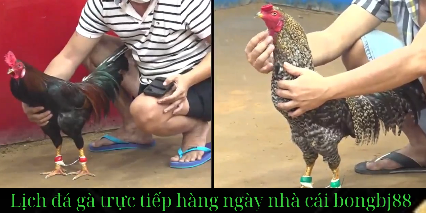 Website chính thức và nền tảng trực tuyến tại bongbj88