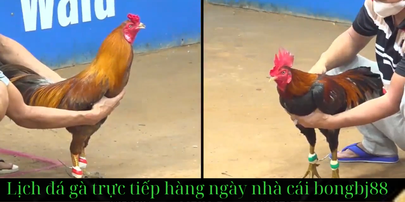 Lịch Đá Gà Trực Tiếp Hàng Ngày Đối Với Người Yêu Thích Cá Cược đá gà trực tiếp tại trang bongbj88