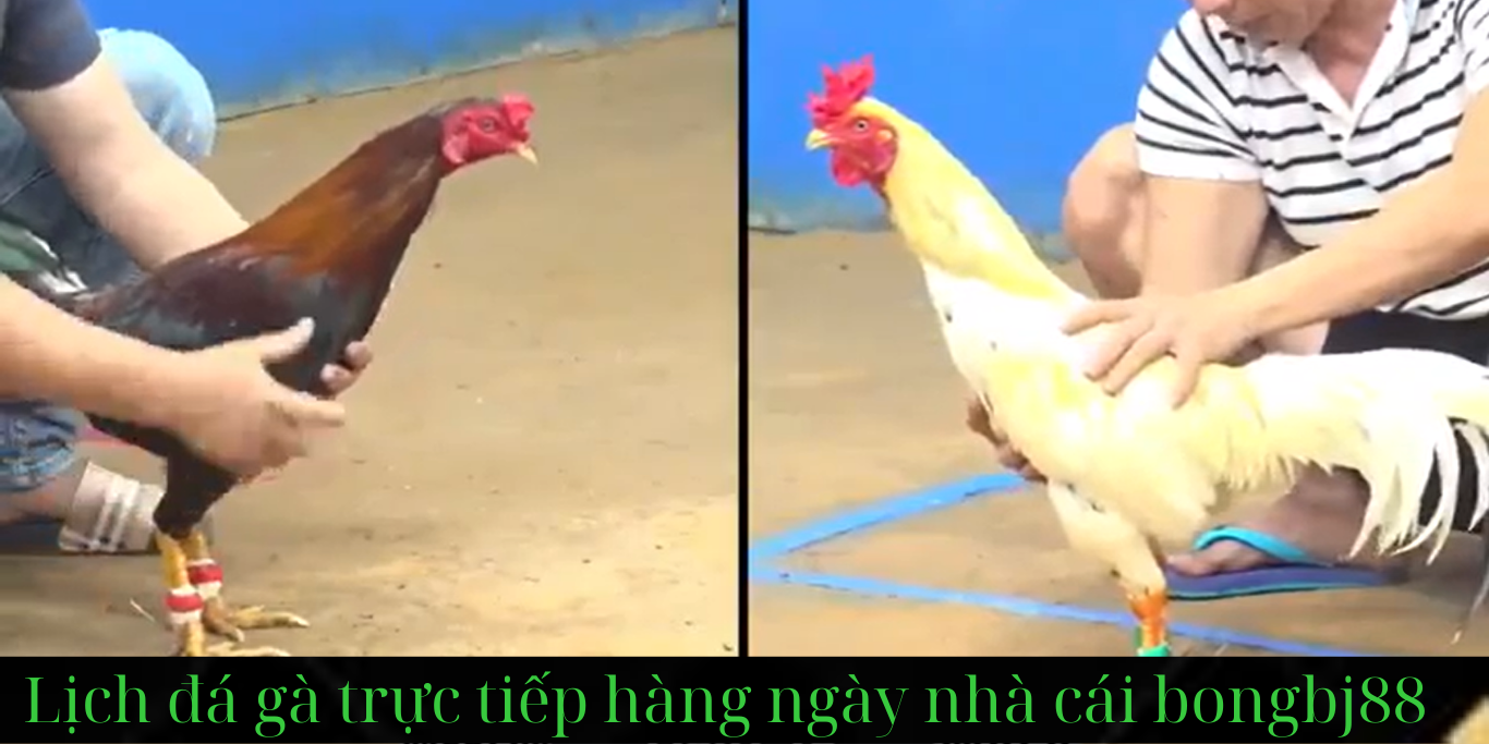 Lịch Đá Gà Trực Tiếp Hàng Ngày Tại BJ88 – Chi Tiết Từng Phút