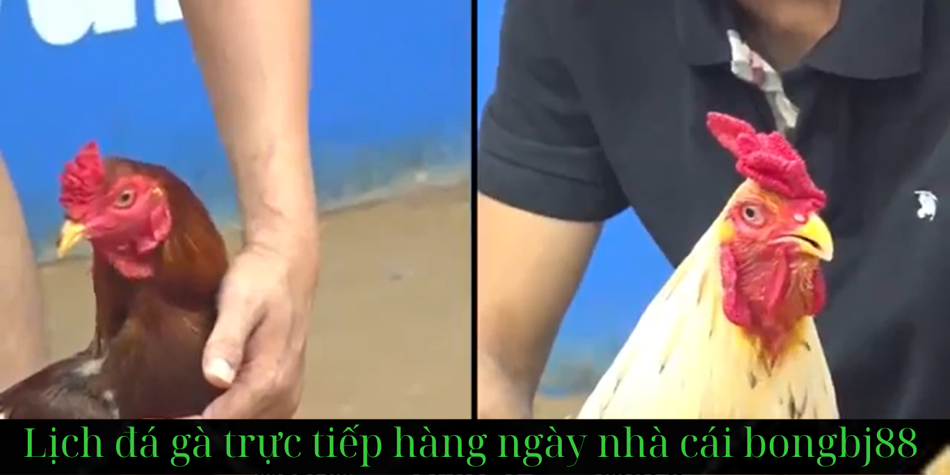 Bongbj88 Kênh Trực Tiếp Bóng Đá Và Đá Gà Campuchia