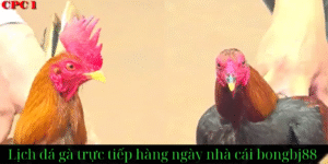 cách tham gia cá cược đá gà cpc1 tại website bongbj88.com