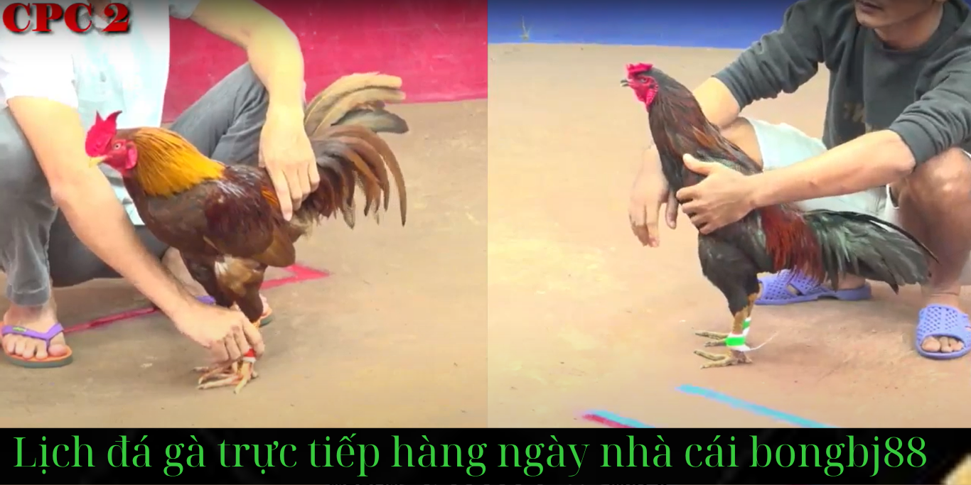 Cá Cược Đá Gà Trực Tuyến cpc2 tại bongbj88.com