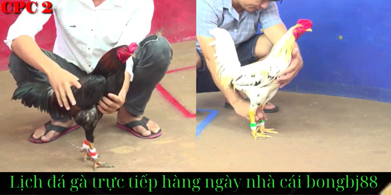 bongbj88 trang chỉ trực tiếp đá gà cpc1 -cpc2 -cpc3 -cpc4 -cpc5 hàng ngày