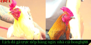 đăng ký tài khoản đá gà trực tiếp thomo cpc1 tại trang web bongbj88.com