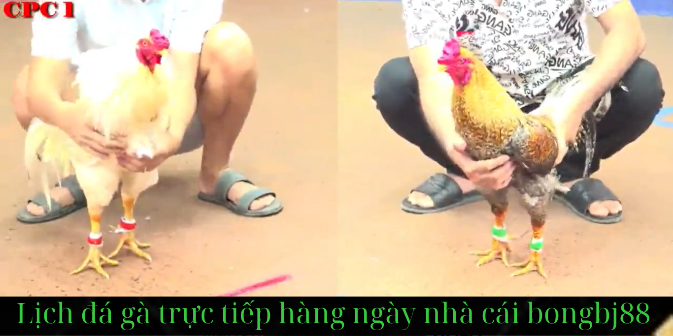 Đá Gà Trực Tiếp CpC 1 trang website bongbj88.com