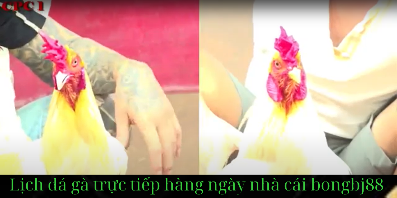 bongbj88.com trực tiếp đá gà thomo cpc1